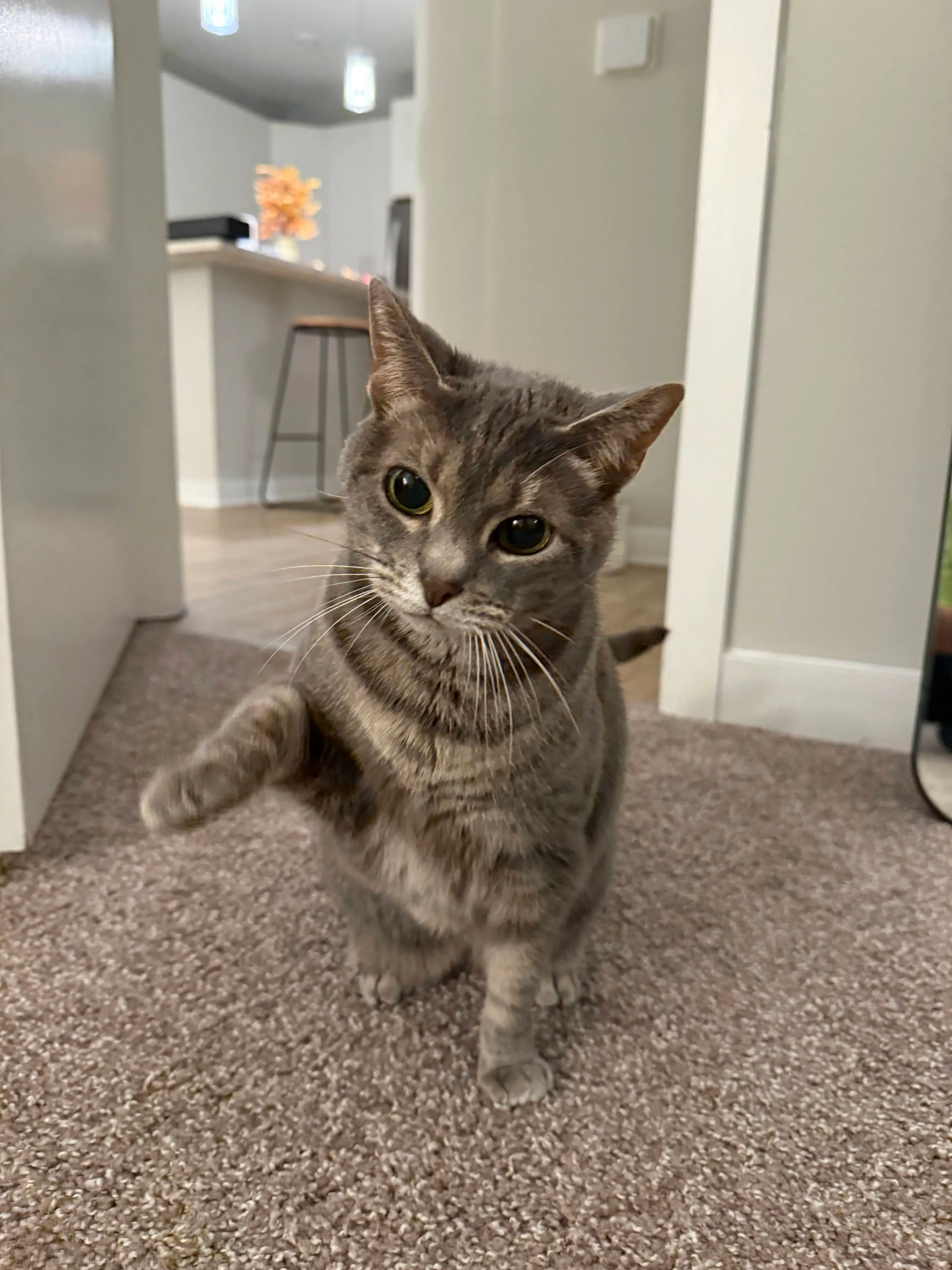 My cat